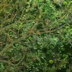 Mur végétal sonore